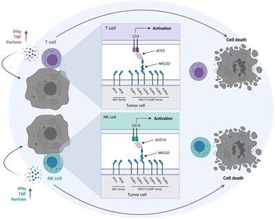 Bispecific NKG2D-CD3 and NKG2D-CD16 Fusion Proteins as Novel Treatment Option in Advanced Soft Tissue Sarcomas
